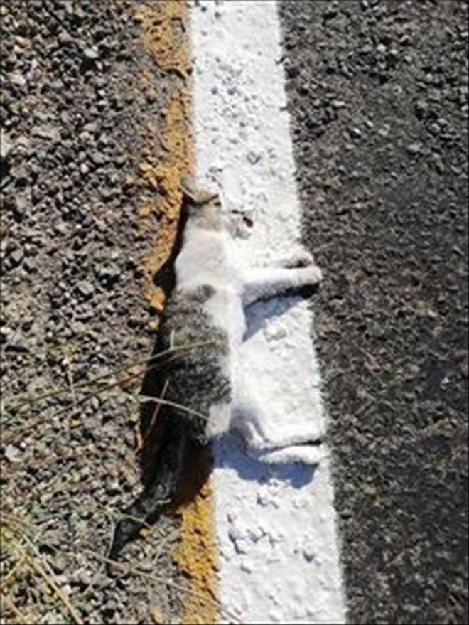 Yol çizgi çalışması yapan ekipler ölü kediyi de çizdi