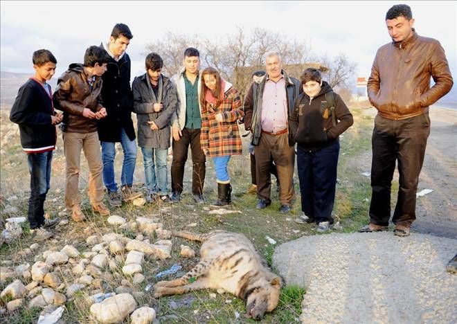 Mardin`de ikinci sırtlan vakası