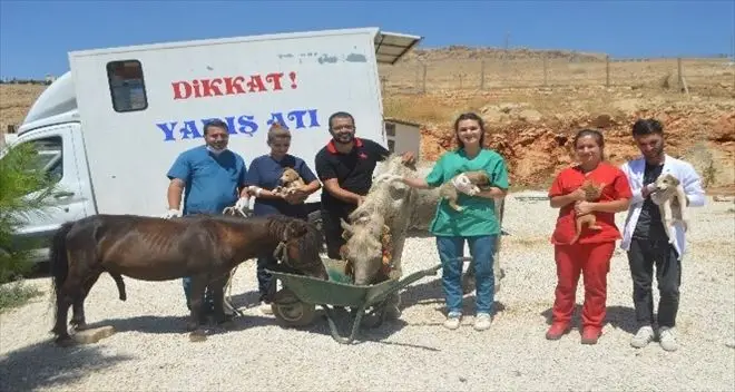Mardin&acute;de işkence g&ouml;ren at tedavi i&ccedil;in İstanbul&acute;a g&ouml;nderildi
