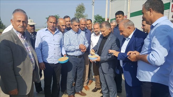 MARDİN´DE YENİ ÜRÜN ARPA ÇIKTI