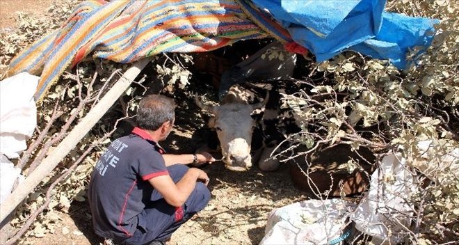 Gebe inek 18 gündür mahsur