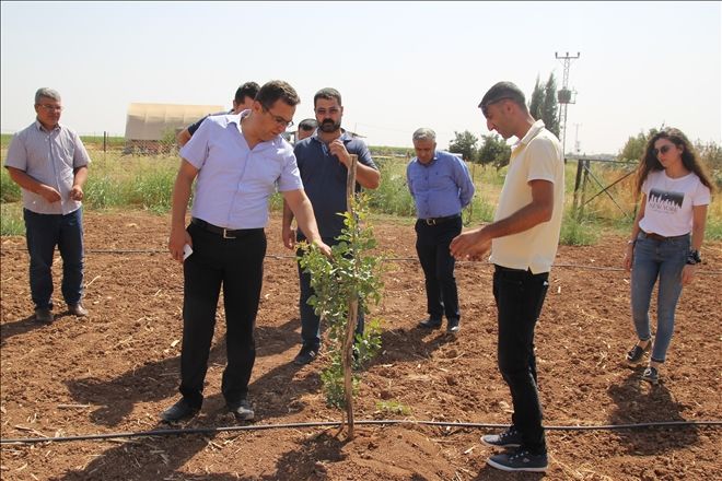 Mardin meyvecilikte marka olma yolunda