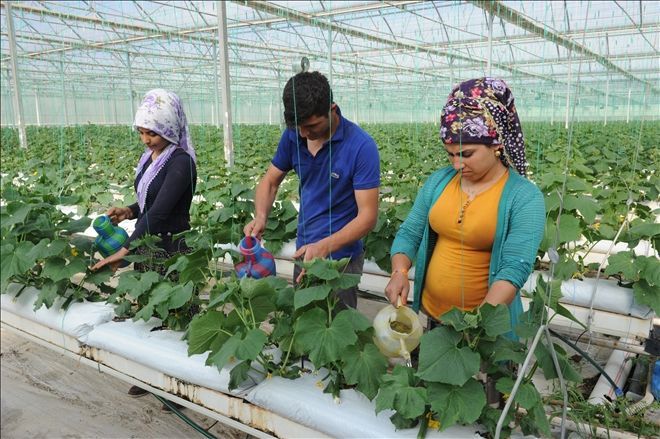 SERAYI İBRİKLERLE SULUYORLAR