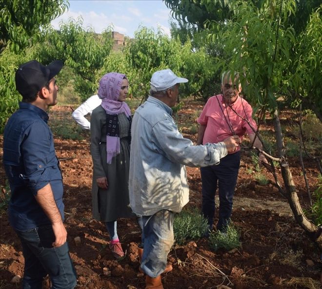 Şeftali Hastalık ve Zararlıları İle Mücadele