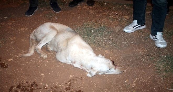 Midyat´ta gözü oyulmuş köpek bulundu