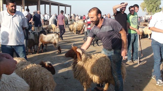 Kızıltepe´de kurbanlıklar alıcılarını bekliyor