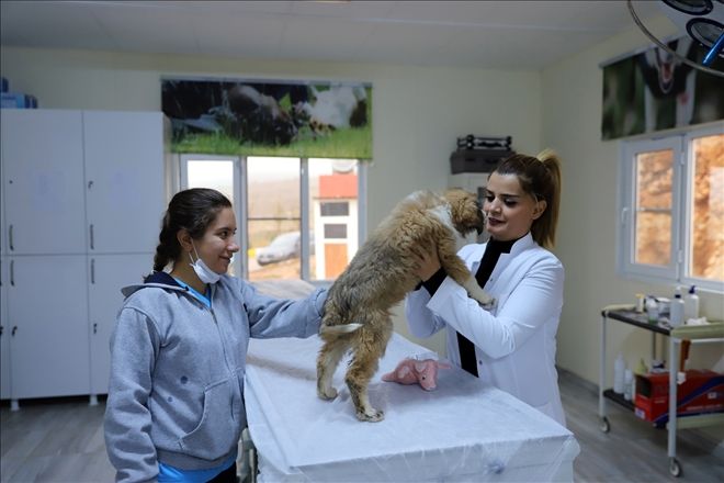 Yaralı halde bulunan yavru köpek yaşama tutundu