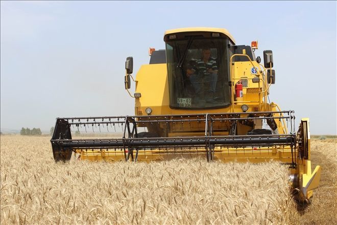 Mardin buğday üretiminde 6´ıncı sırada