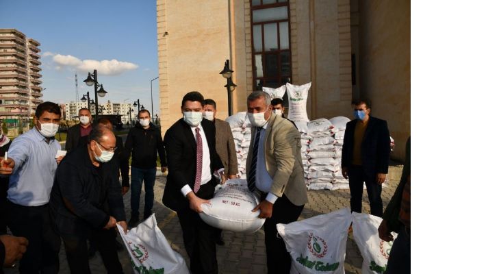 Çiftçilere mercimek tohumu yardımı