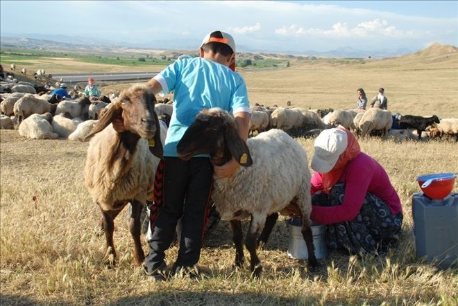 Berivanların Ramazan´da sıcakla imtihanları