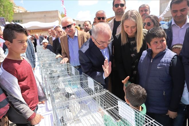 ?Mardin Güvercin Festivali?