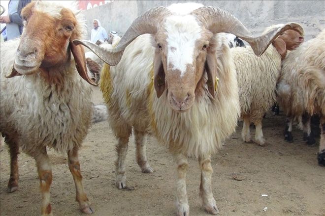 Kurbanlık satışlarından hem alıcı hem de satıcı memnun