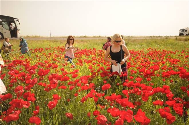 Mardin&#039;de Gelincik Turizmi..