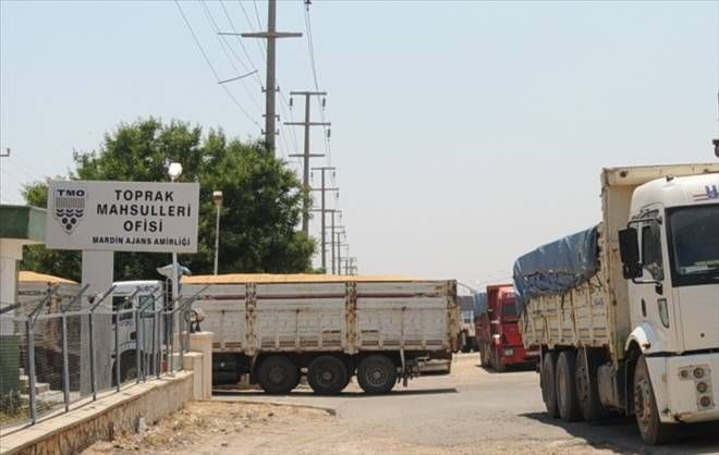 Toprak Mahsulleri Ofisi Alımlara Başladı..