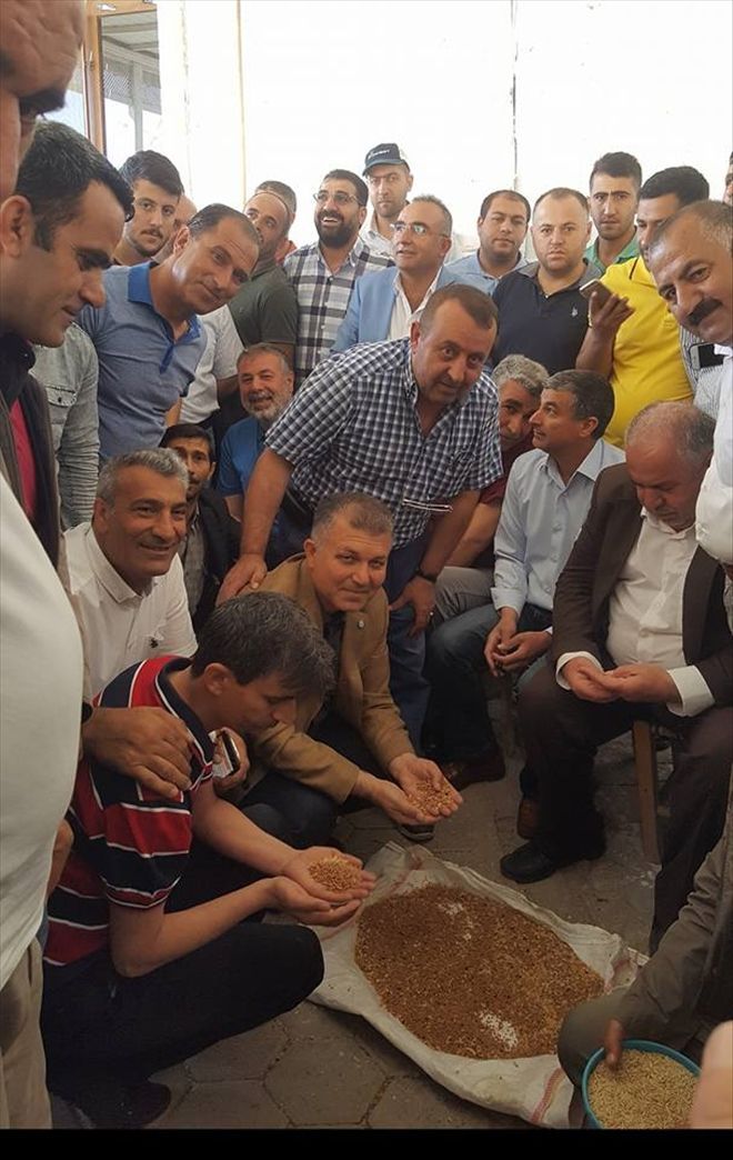 MARDİN´DE ARPA´DAN SONRA YENİ MAHSUL MERCİMEK HASADIDA BAŞLADI.