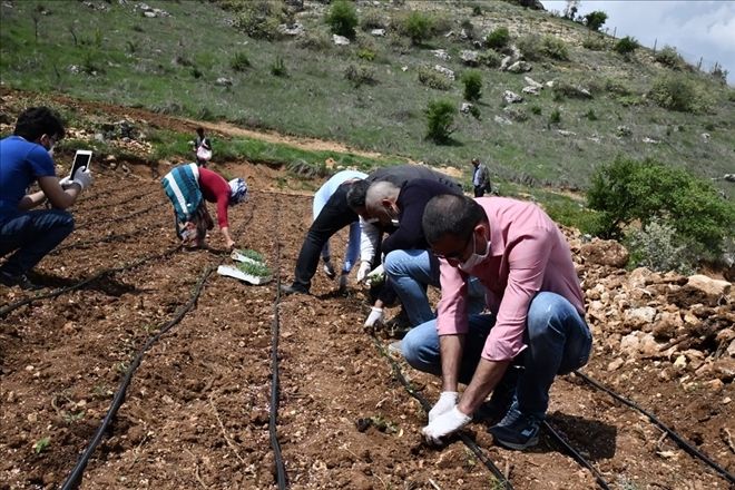 Mardin´de Kadınlar Ada Çayı Yetiştirecek