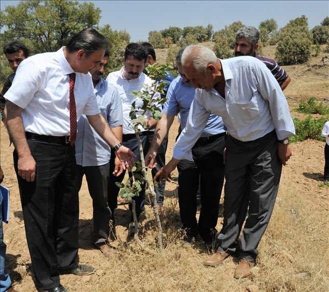 Midyat İlçesinde 10 bin Menengiç Ağacına Fıstık Aşısı Yapıldı.