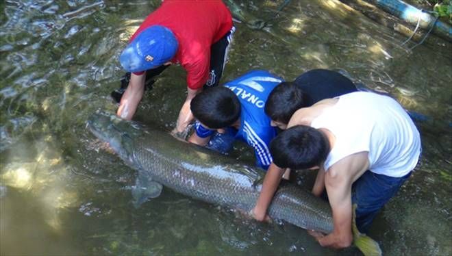 Zap Suyu´nda 60 kilogram balık yakalandı