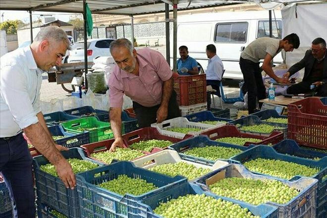 "Zeytinin fiyatı da kalitesi de iyi"