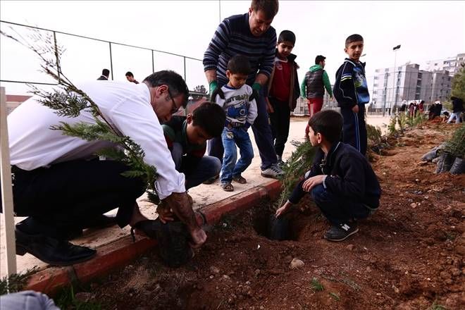 400 adet gül ve çam fidanı dikildi