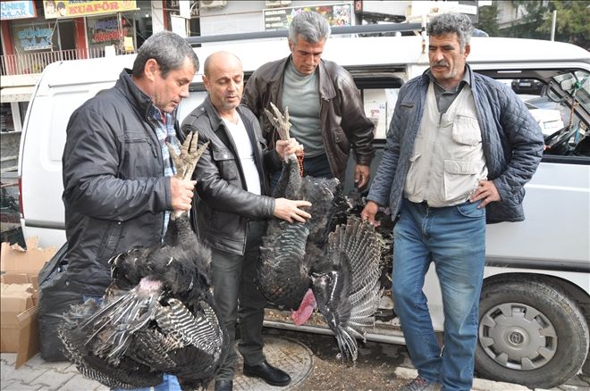 Yeni Yıl Hindileri pazara çıktı