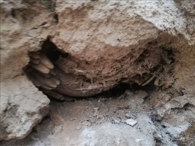 Mardin´de dinozor fosili bulunduğu iddiası