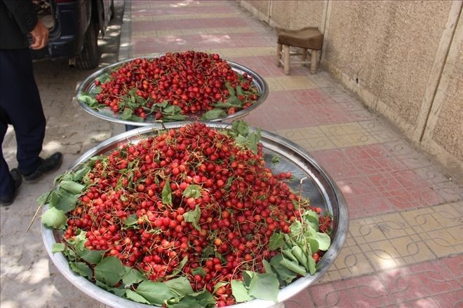 Mardin kirazı tezgahtaki yerini aldı