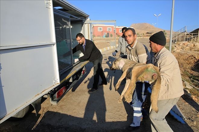 Köpekler Tedavi İçin İstanbul´a gönderildi.