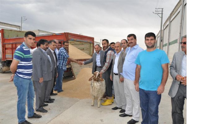 Mezopotamya Ovasında Hasat Başladı