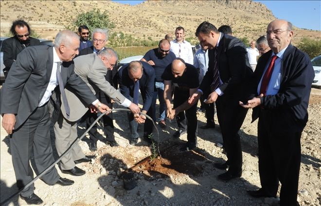 Deyrulzafaran  Zeytin Gen Bahçesi Kuruldu.