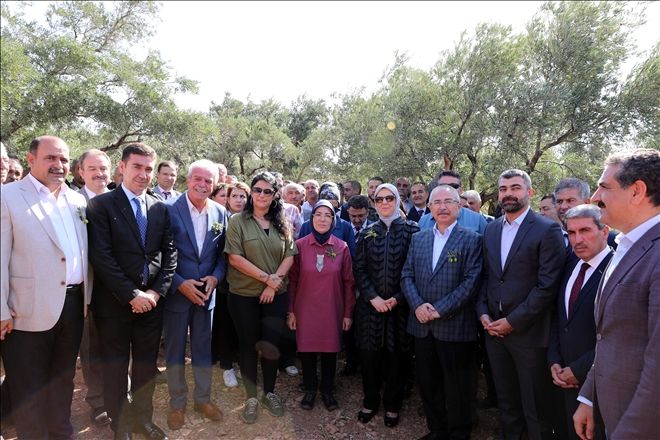 Derik´te zeytin hasat sezonu başladı