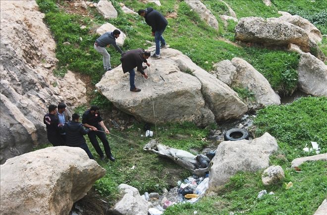 Kayalıklarda sıkışan katır iki gün sonra kurtarıldı