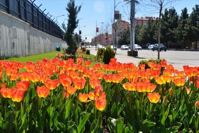 Diyarbakır çiçek bahçesine dönüştü