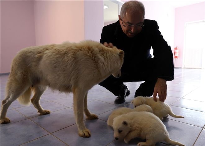 Mardin´de 6 bin sokak hayvanının  tedavisi yapıldı