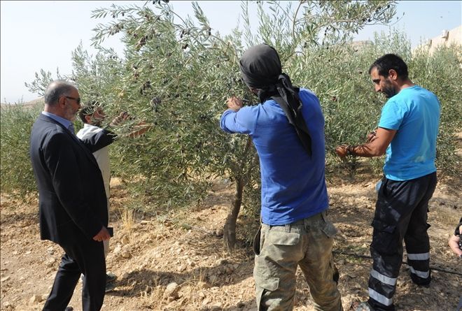 Manastırda Zeytin Hasadı...