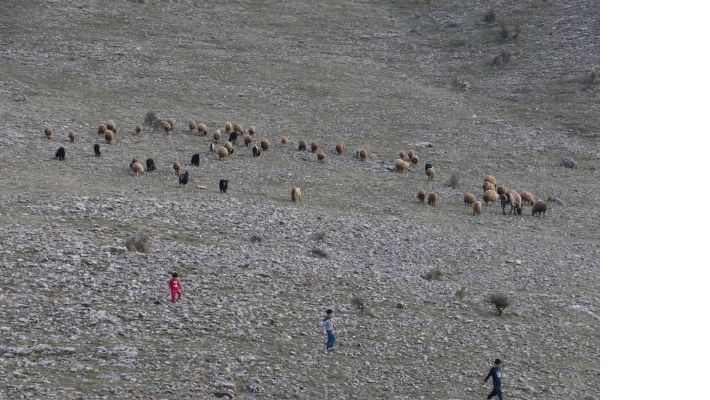 Mardin'de yaşanan kuraklık çiftçi ve hayvancıları etkiledi