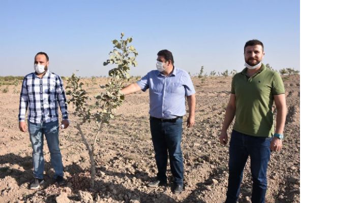 Mardin Çiftçisi Fıstıkla tanıştı