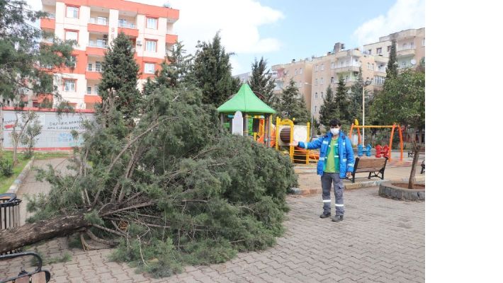 Fırtına parkın 25 yıllık çam ağacını devirdi