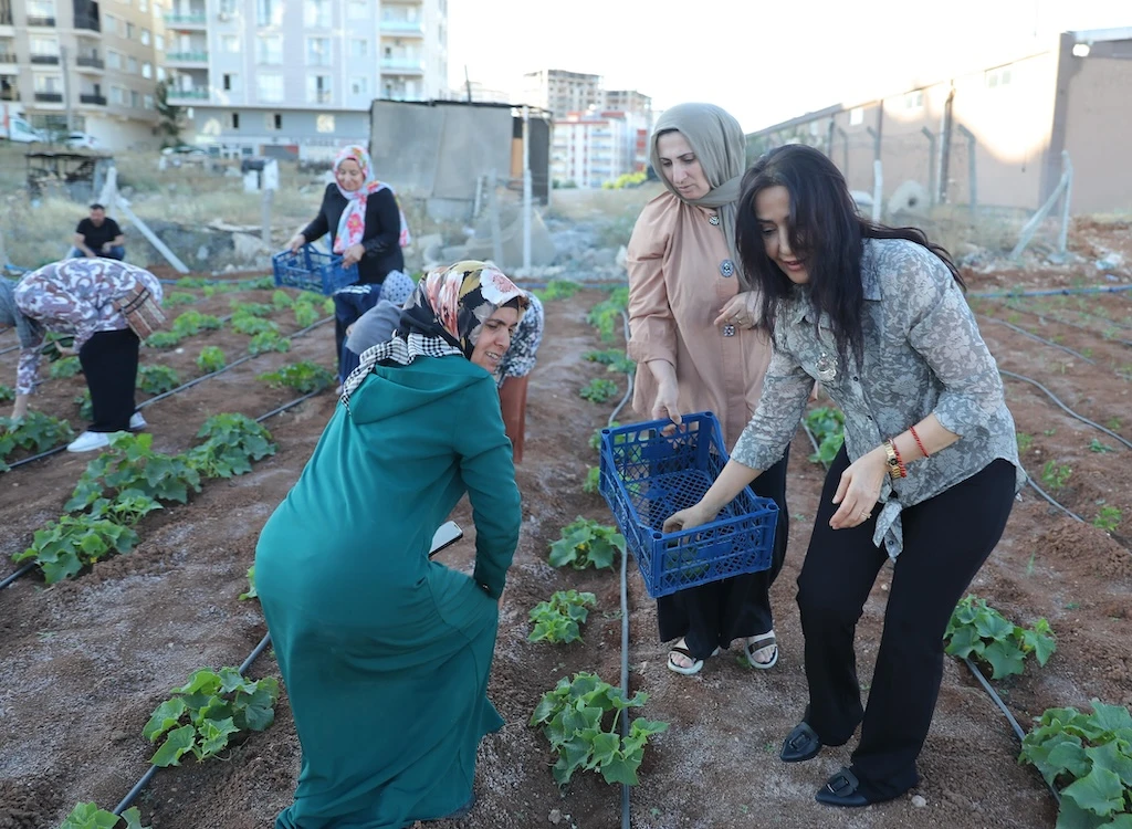 Artuklu’da Kent Kadın Bostanlarında İlk Hasat başladı
