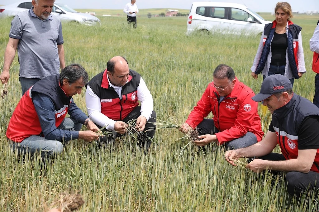 Diyarbakır'da tarlarda hububat inclemesi