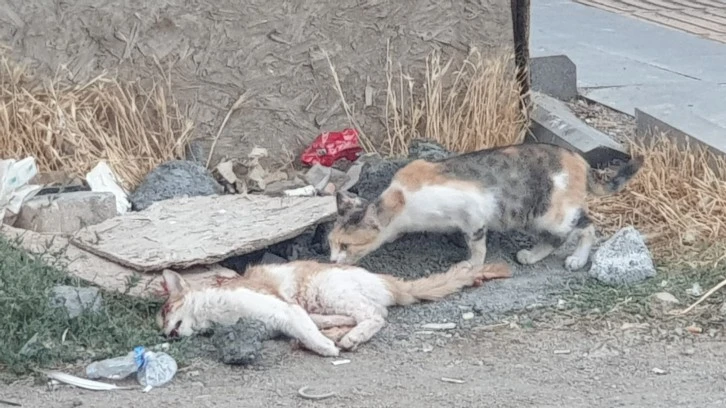 Kedi Bile Olsa Eşine Vefalıdır