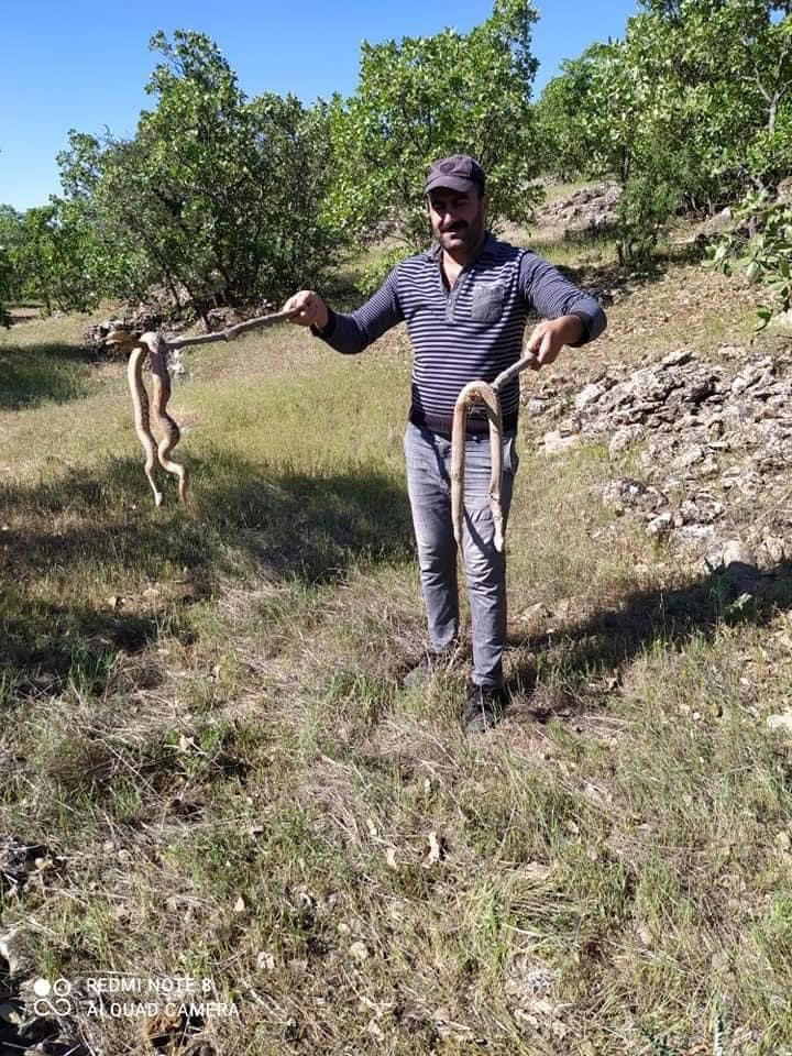 Kırsal Alanları Yılanlar istila etti