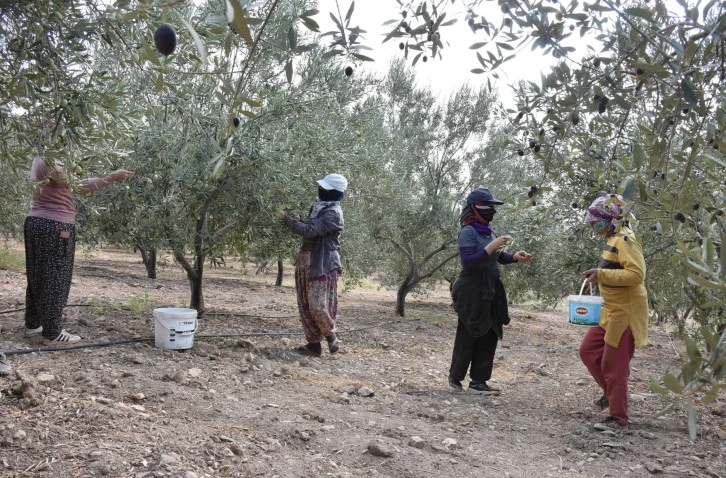 Deyrulzarafan'da  Zeytin Hasadı..