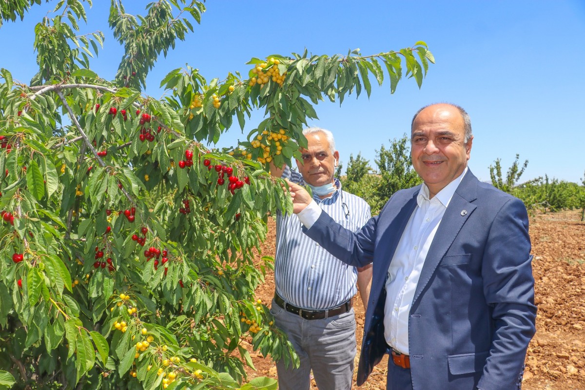    Mardin'de  kiraz, üreticilerin yüzünü güldürdü