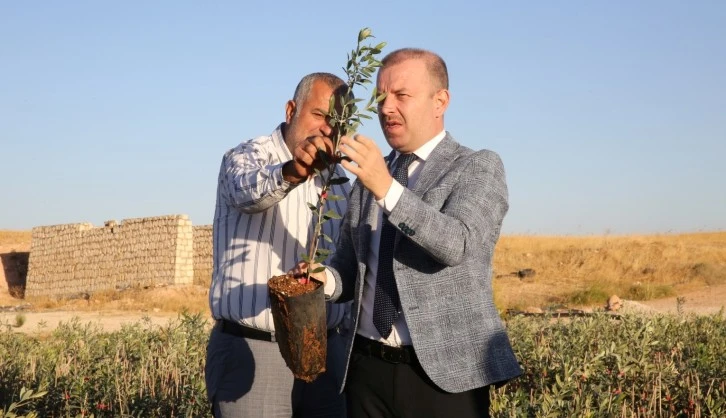 Mardin’de Üreticiler Fıstık ve Zeytin Fidesi