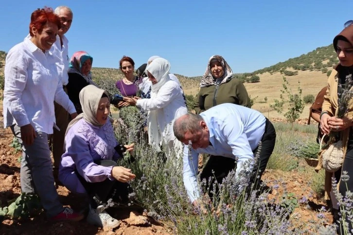 Midyat'ta Lavanta Hasadı