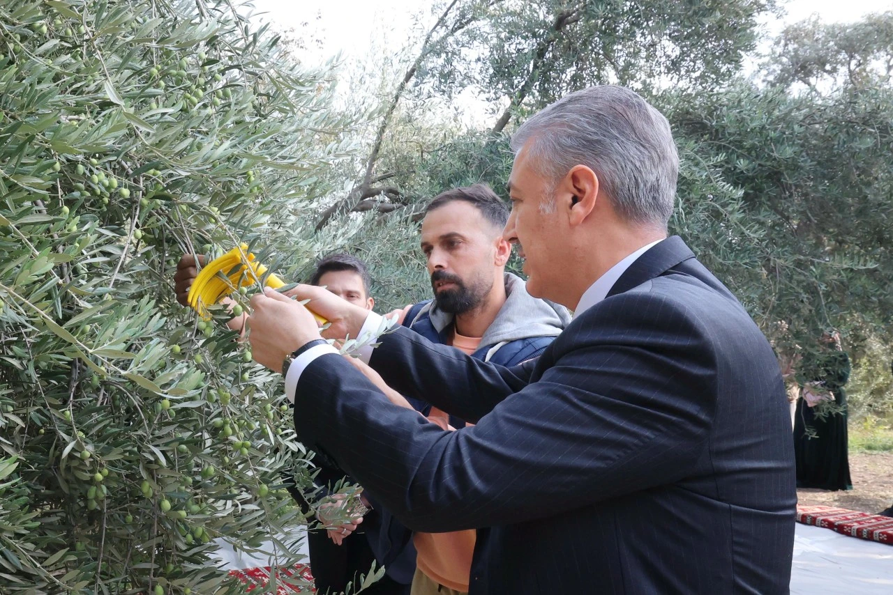 Vali Akkoyun Derik il&ccedil;esinde Zeytin Hasadına katıldı