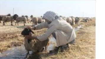 Çobanların sıcak havayla imtihanı
