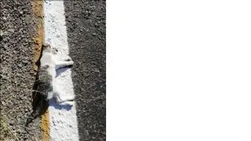 Yol &ccedil;izgi &ccedil;alışması yapan ekipler &ouml;l&uuml; kediyi de &ccedil;izdi