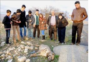 Mardin`de ikinci sırtlan vakası